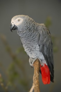 African grey parrot (Psittacus erithacus), captive, occurring in Africa