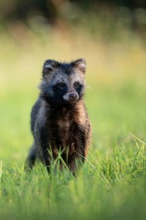 Raccoon dog (Nyctereutes procyonoides) looking curiously at a forest clearing, portrait, Podlaskie