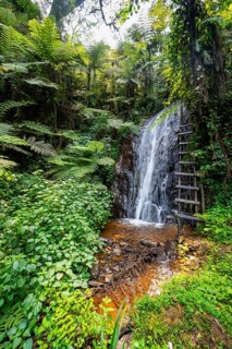 Waterfall in rainforest with tree ferns, Rushaga, Bwindi Impenetrable Forest, Uganda