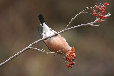 Eurasian Bullfinch (Pyrrhula pyrrhula) male, Lower Saxony, Germany