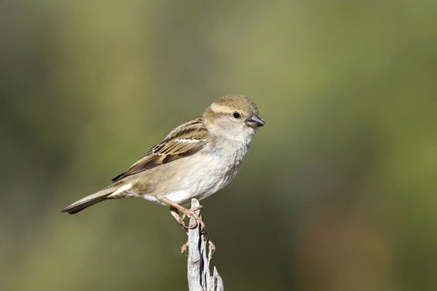 House Sparrow Passer domesticus Tucson, Pima County, ARIZONA, United States 14 March Adult Female