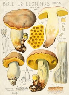 Mushroom, fungi, Boletus leoninus, authentic reproduction of an illustration by Hans Walty