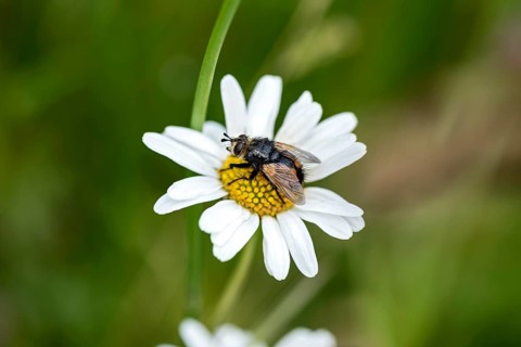 House Fly (Muscidae) on flowering daisy (Leucanthemum) in wild, natural flower meadow, Germany