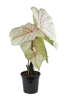Exotic 'Caladium White Queen' houseplant in pot with white leaves and pink veins on white