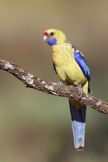 Yellow Rosella (Platycercus elegans flaveolus), Victoria, Australia