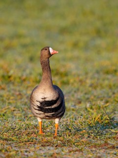Greater White-fronted Goose (Anser albifrons), North Rhine-Westphalia, Germany