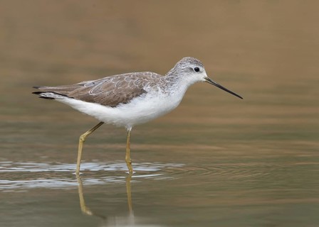 Marsh Sandpiper (Tringa stagnatilis), Gambia