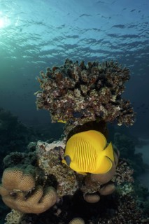 Maskarill masked butterflyfish (Chaetodon semilarvatus)