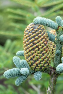 Noble fir (Abies procera 'Glauca'), BS Sämann, Germany