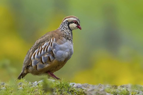 Red-legged Partridge (Alectoris rufa), Yorkshire, United Kingdom