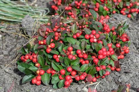 Carpet berry (Gaultheria procumbens), IGA 2017, Germany