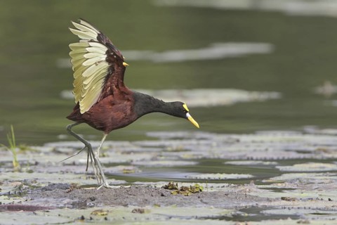 Northern Jacana (Jacana spinosa), Costa Rica