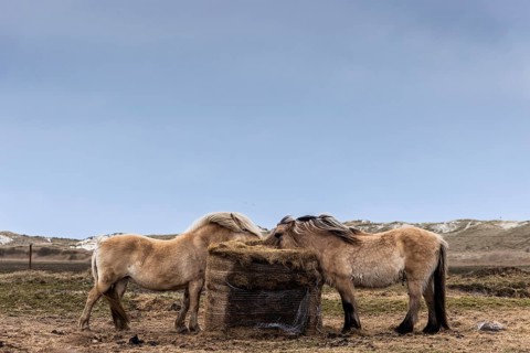 Ponies eat hay in front of the sand dunes, Norddorf, Amrum, Schleswig-Holstein, Germany