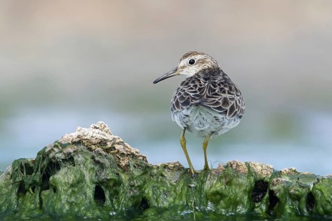 Sharp-tailed Sandpiper (Calidris acuminata) at shoreline, Victoria, Australia