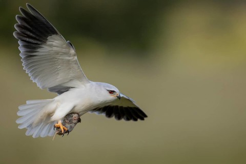 Slider (Elanus caeruleus), in flight with a vole, Extremadura, Spain