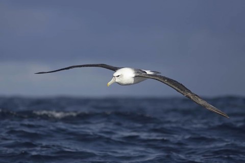 Shy Albatross (Thalassarche cauta) flying, Victoria, Australia