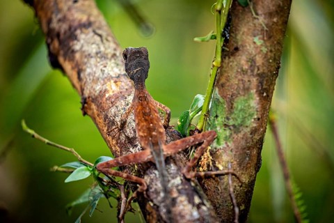 Lizard camouflaging itself on a tree trunk in the dense forest, kangaroo lizard (Agasthyagama) in