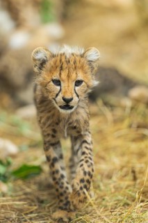 Cheetah (Acinonyx jubatus) youngster walking on a meadow, captive, occurrence Africa