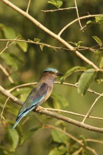 Indian Roller (Coracias benghalensis), Kaeng Krachan, Thailand