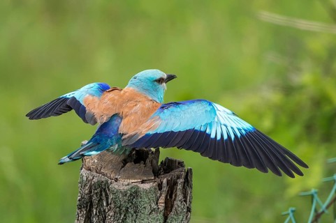 European Roller (Coracias garrulus) perched on a stump with spread wings, Subotica, Serbia