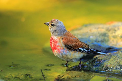 Common Linnet (Linaria cannabina) male at waterhole, Andalusia, Spain
