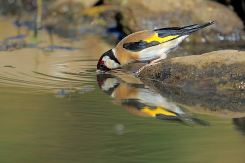 European Goldfinch (Carduelis carduelis) drinking at waterhole, Andalusia, Spain
