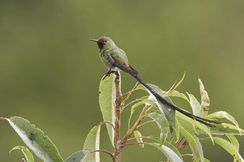 Black-tailed Trainbearer (Lesbia victoriae) male perched on a branch, Ecuador