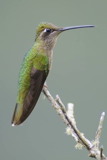 Rivoli's Hummingbird (Eugenes fulgens), Guatemala