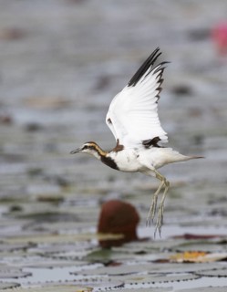 Pheasant-tailed Jacana (Hydrophasianus chirurgus) flying, Bueng Boraphet, Thailand