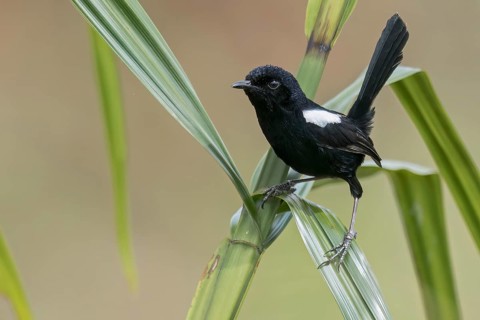 White-shouldered Fairywren (Malurus alboscapulatus) perched on a branch in Papua New Guinea