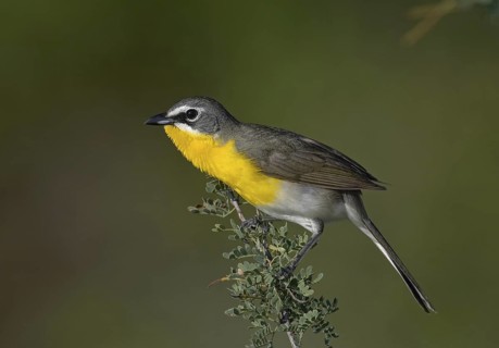 Yellow-breasted Chat (Icteria virens), Arizona, USA