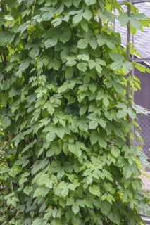 Common hop (Humulus lupulus), O-Schatz-Park, Oschatz, Saxony, Germany