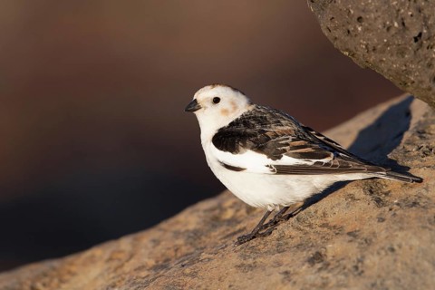 Snow Bunting (Plectrophenax nivalis) male, Myvatn, Iceland