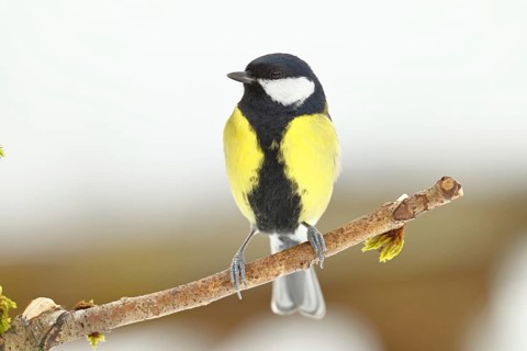 Great Tit (Parus major), sitting on a branch overgrown with moss and lichen, Wildlife, Animals,