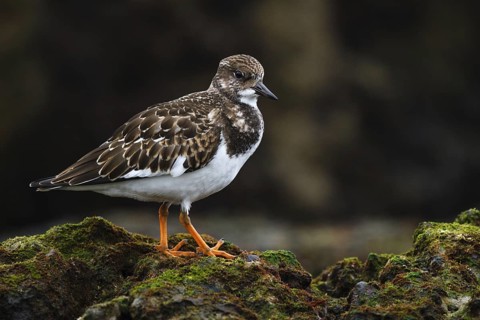 Ruddy Turnstone (Arenaria interpres) juvenile, Asturias, Spain