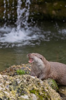 One Eurasian otter (Lutra lutra), sitting on a rock and feeding on a fisch. A little cascade in the