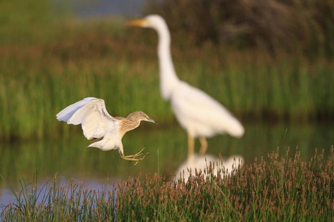 Squacco Heron (Ardeola ralloides), North Rhine-Westphalia, Germany