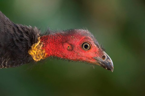 Australian Brushturkey (Alectura lathami) male, Queensland, Australia