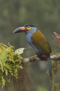 Plate-billed Mountain Toucan (Andigena laminirostris) perched on a branch, Mindo, Ecuador