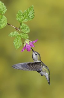 Anna's Hummingbird (Calypte anna), British Columbia, Canada