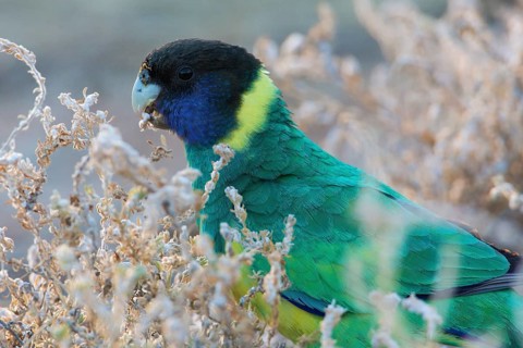 Australian Ringneck (Barnardius zonarius zonarius) perched on the ground feeding on seeds, Northern