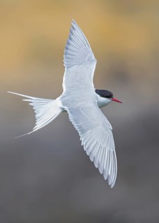 Arctic Tern (Sterna paradisaea) flying, Scotland, United Kingdom