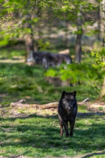 Two Timberwolves, Canis lupus lycaon, walking through a forest Trees and green grass in the