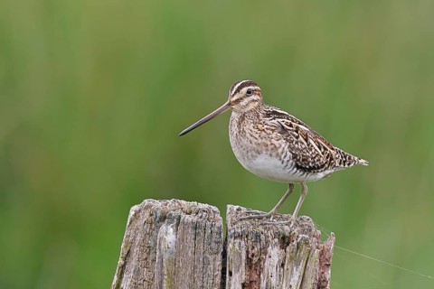 Snipe (Gallinago gallinago), standing on fence post of a pasture, on moorland, snipe birds,