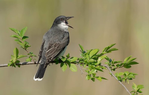 Eastern Kingbird (Tyrannus tyrannus) eating a berry, Texas, USA