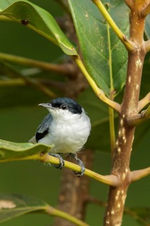 Tropical Gnatcatcher (Polioptila plumbea) perched on a branch in the rainforest of Guyana