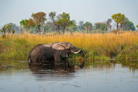 African elephant (Loxodonta africana) grazing in the swamp, Xakanaxa Lagoon, Okavango Delta, Moremi