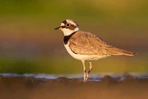Little Ringed Plover (Charadrius dubius) foraging in the mud, Poland