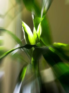 Dragon tree, leaves in sunlight, zoom effect