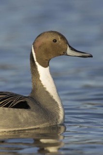 Northern Pintail (Anas acuta) male, British Columbia, Canada